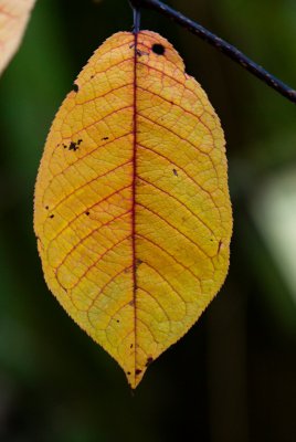 Prunus padus 'Colorata' - střemcha obecná - list podzim